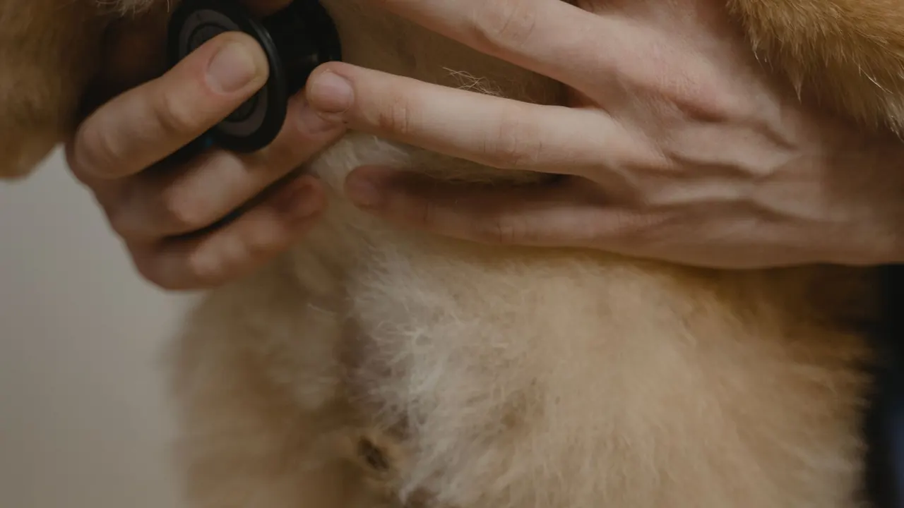 Veteriner hekimin stetoskopla bir köpeği muayene ettiği yakın çekim